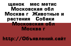 щенок 4 мес метис - Московская обл., Москва г. Животные и растения » Собаки   . Московская обл.,Москва г.